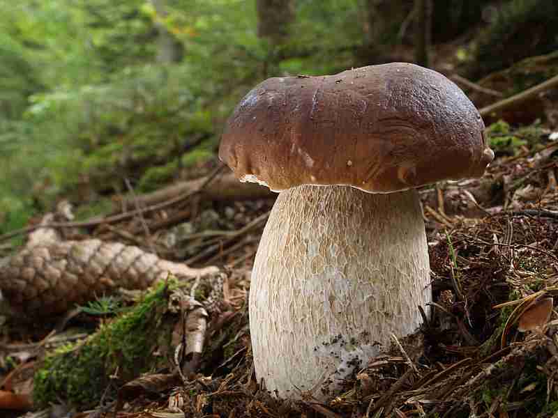  Image name: 224 Porcino.jpg 
 width: 800 pixel 
 height: 600 pixel 
 Size: 35569 bytes 
 Click to enlarge 